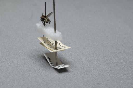 Sarcophaga (Myorhina) nigriventris Meigen, 1826 - 015091638_additional_2