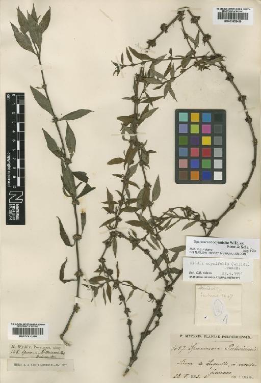 Spermacoce ocymifolia Willd. ex Roem. & Schult. - BM000832499