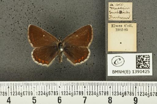 Aricia artaxerxes salmacis (Stephens, 1831) - BMNHE_1390425_180796