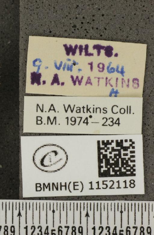 Lysandra coridon ab. semicostajuncta Bright & Leeds, 1938 - BMNHE_1152118_label_103389
