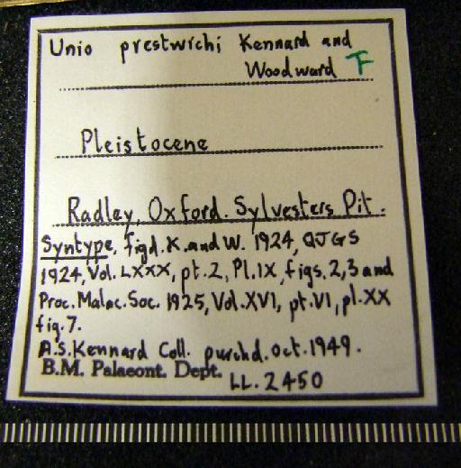 Unio prestwichi Kennard & Woodward, 1924 - LL 2450 1. Unio prestwichi (label 1)