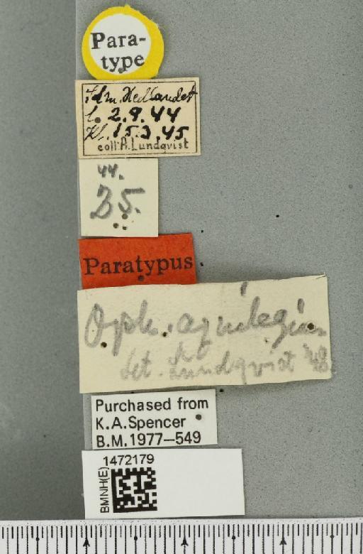 Ophiomyia aquilegiana Lundquist, 1947 - BMNHE_1472179_label_46984