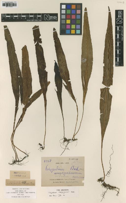 Lepisorus loriformis (Wall. ex Mett.) Ching - BM001038491