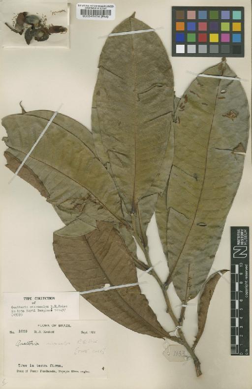 Guatteria longicuspis R.E.Fr. - BM000546434