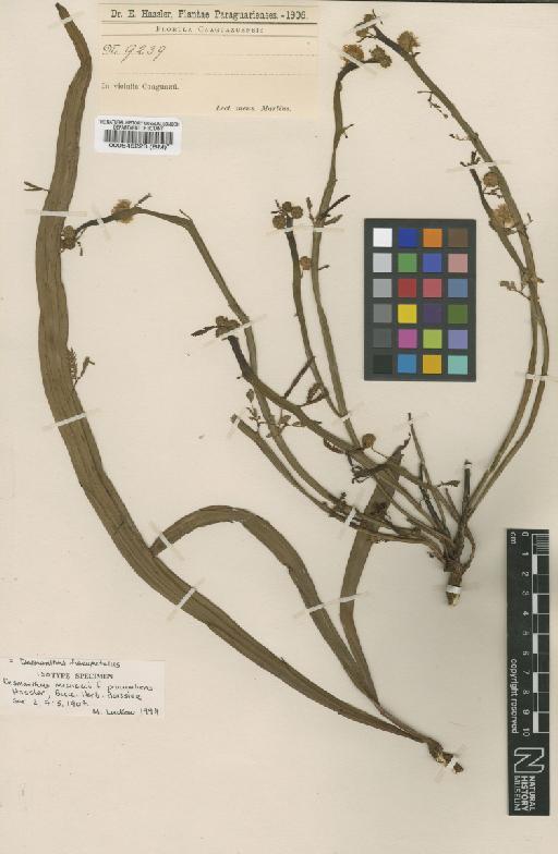 Desmanthus hexapetalus (Micheli) J.F.Macbr. - BM000545223
