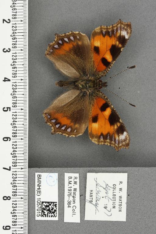 Aglais urticae ab. atrebatensis Boisduval, 1873 - BMNHE_1057015_46621