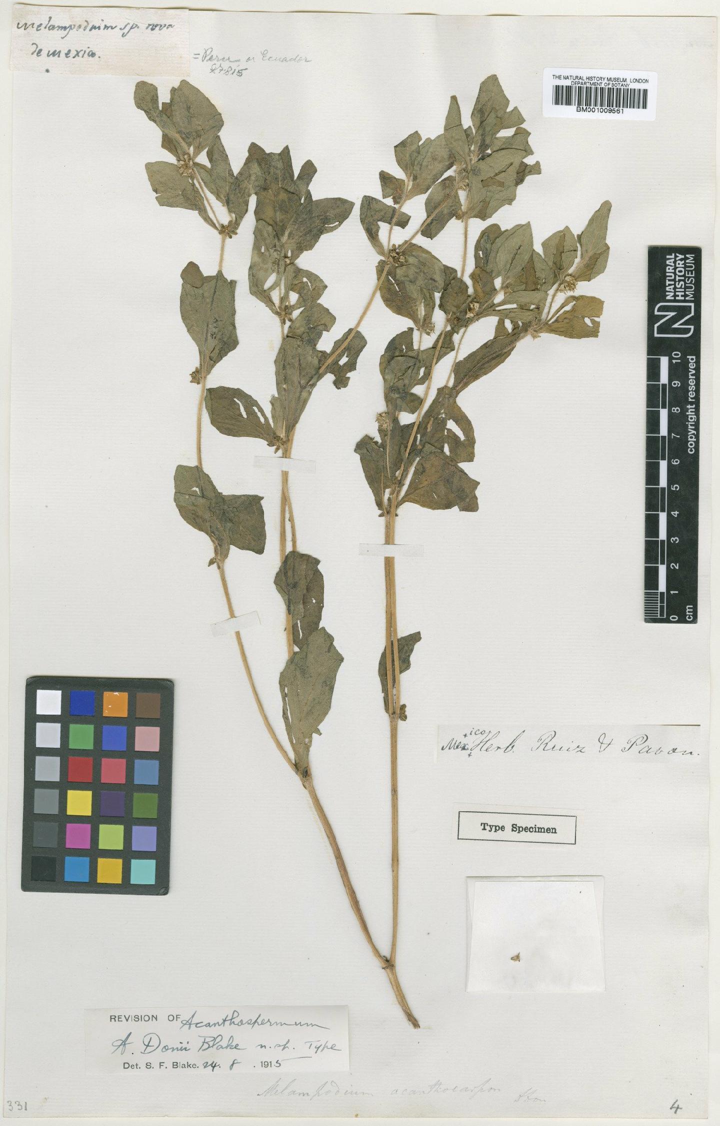 To NHMUK collection (Acanthospermum microcarpum B.L.Rob.; Type; NHMUK:ecatalogue:615348)