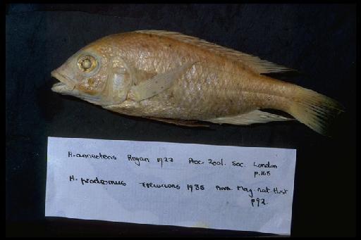 Haplochromis annectens Regan, 1922 - Haplochromis prodromus; 1907.5.7.78