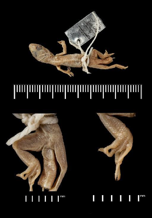 Hemidactylus brookii subtriedroides - Gymnodactylus consobrinoides 1946-8-25-54.tif