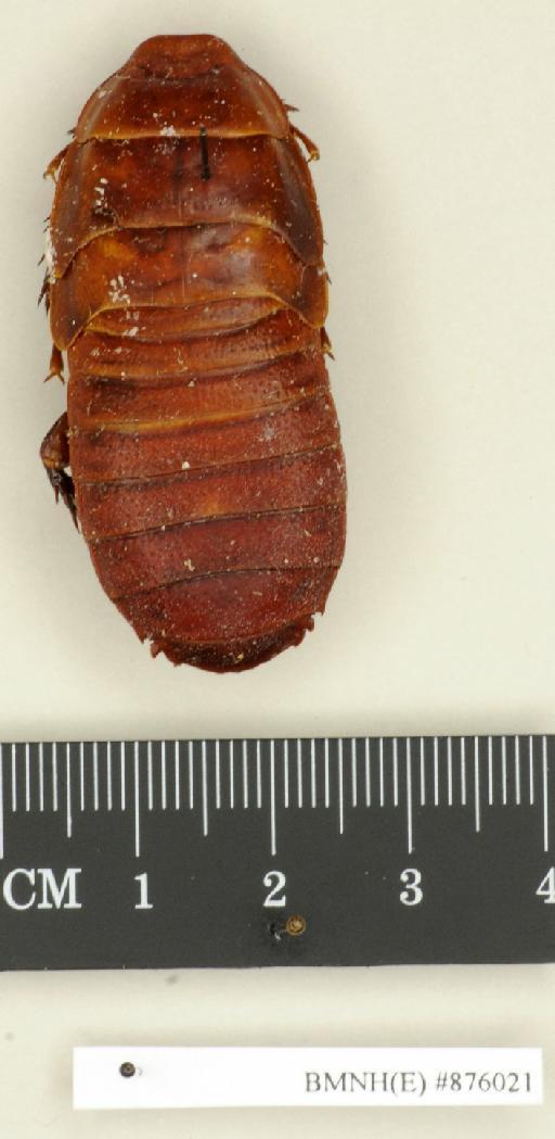 Panesthia angustipennis (Illiger, 1801) - Panesthia angustipennis Illiger, 1801, male, non type, dorsal. Photographer: Edward Baker. BMNH(E)#876021