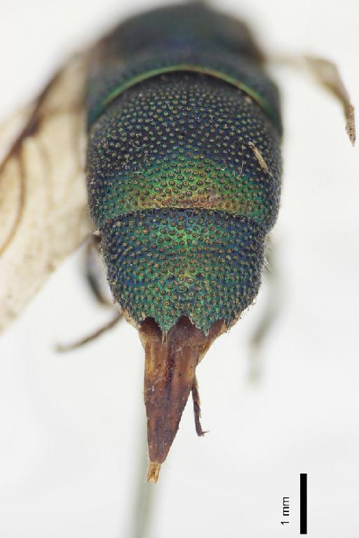 Chrysis montezuma Cameron, P., 1888 - Chrysis_montezuma-BMNH(E)#970907_type-distal-1_6X