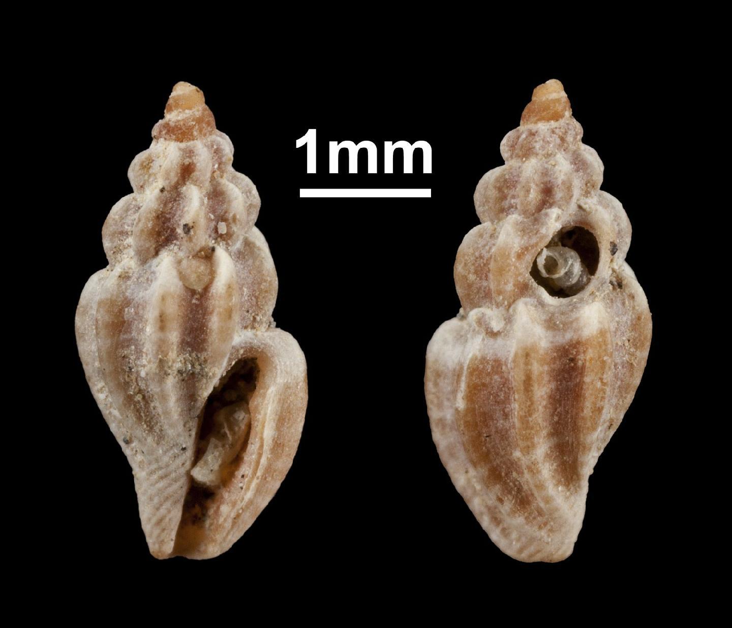 To NHMUK collection (Mangelia brusinae van Aartsen & Fehr-de Wal, 1978; Holotype & Paratype(s); NHMUK:ecatalogue:2861262)