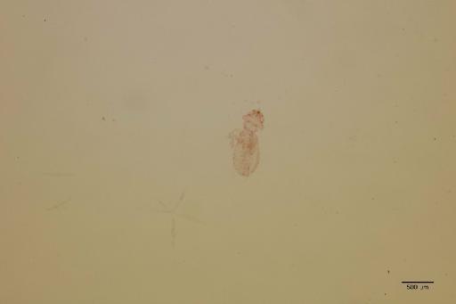 Amyrsidea strepsilae Denny, 1842 - 010710150_specimen