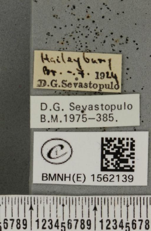 Euproctis similis (Fuessly, 1775) - BMNHE_1562139_label_254175