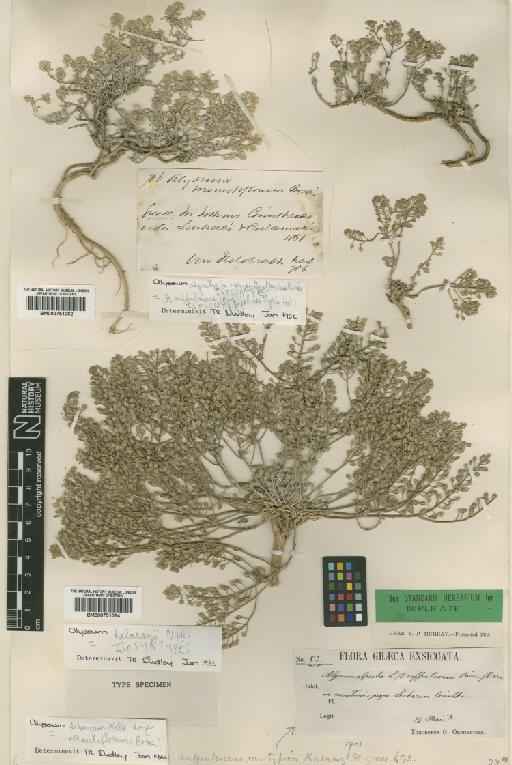 Alyssum sibiricum Willd. - BM000751062