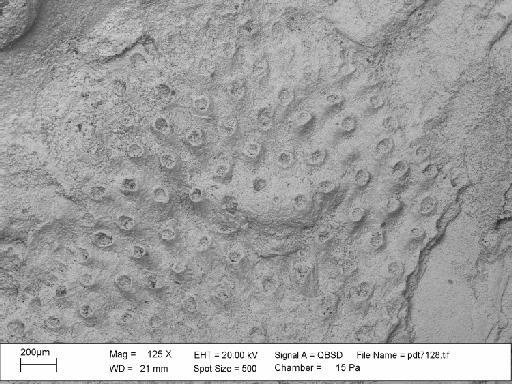 Mesonopora bernardwalteri Martha et al., 2019 - PI BZ 8182 - Mesonopora bernardwalteri