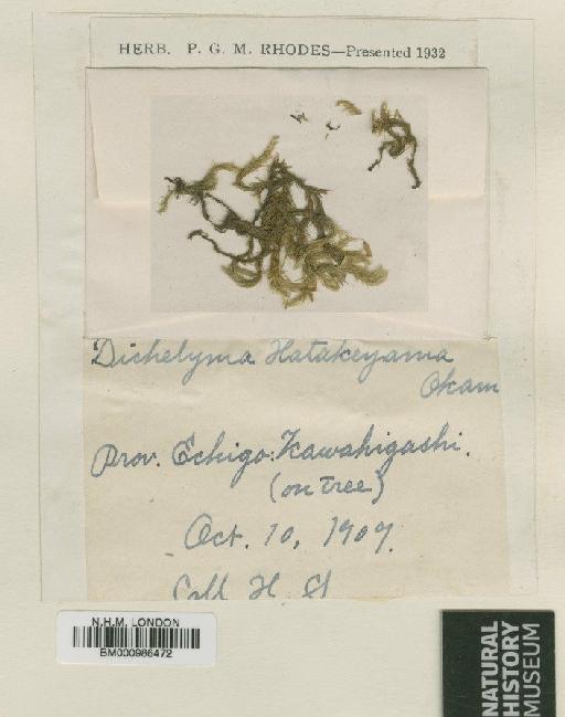 Dichelyma japonicum Cardot - BM000986472