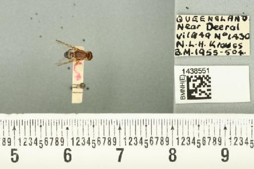 Bactrocera (Bactrocera) laticauda (Hardy, 1950) - BMNHE_1438551_32520