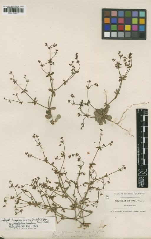 Eriogonum inerme (S.Watson) Jeps. - BM001024477