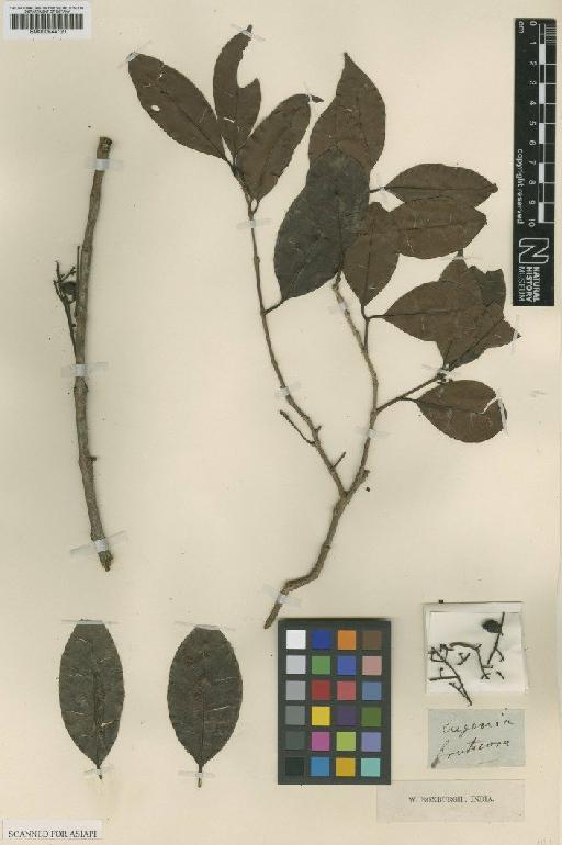 Eugenia fruticosa (DC.) Roxb. - BM000944121