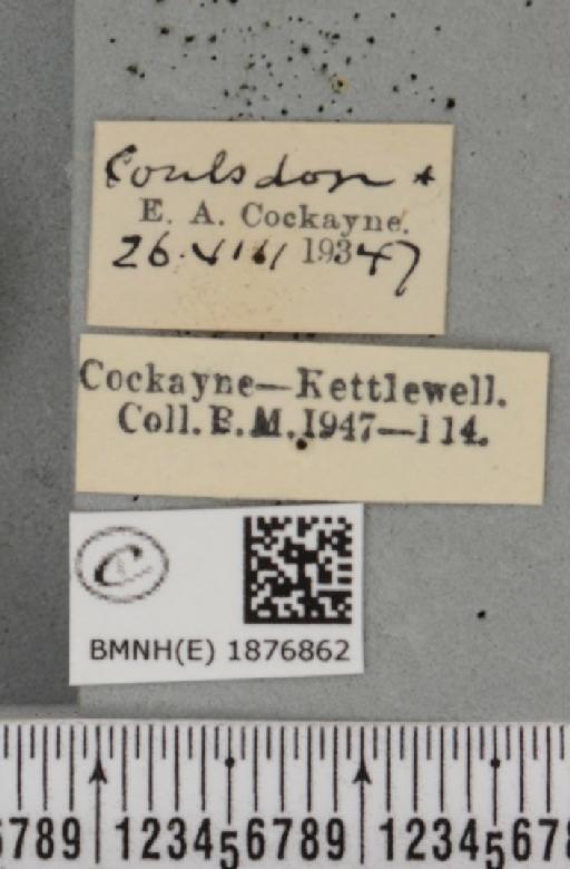 Selenia tetralunaria ab. nigrescens Cockayne, 1949 - BMNHE_1876862_label_449243