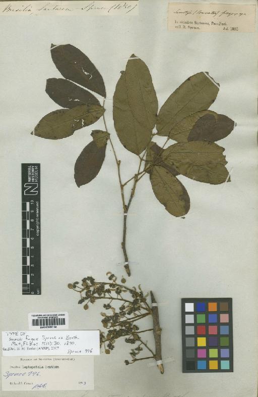 Swartzia fugax Spruce ex Benth. - BM000898194