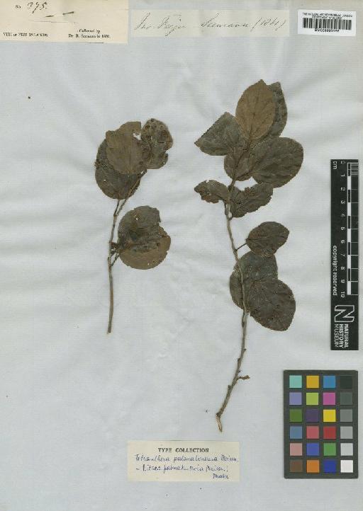 Litsea palmatinervia (Meisn.) Drake - BM000990166