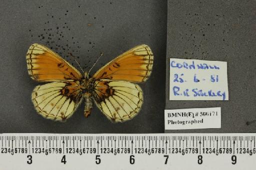 Melitaea athalia ab. sohana Cabeau, 1922 - BMNHE_500171_56584