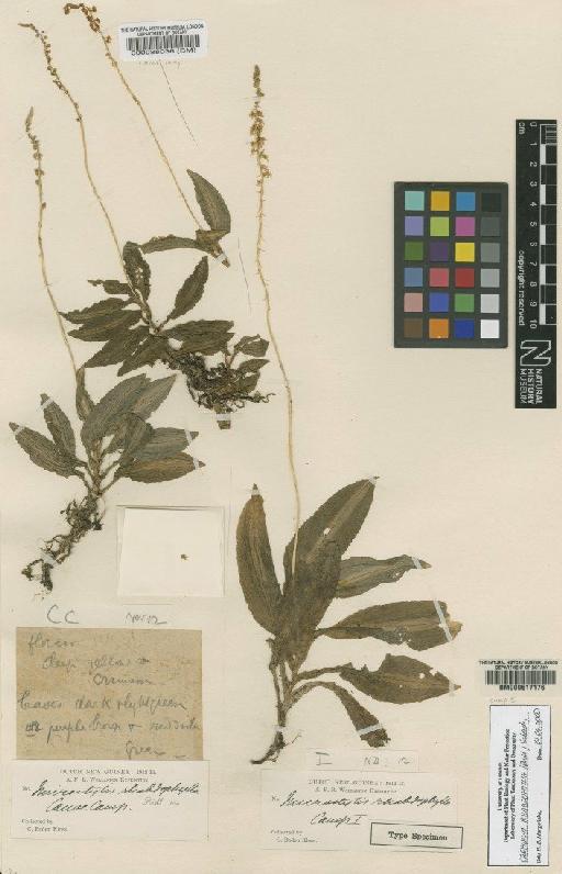 Crepidium rhabdophyllum (Ridl.) Szlach. - BM000088036