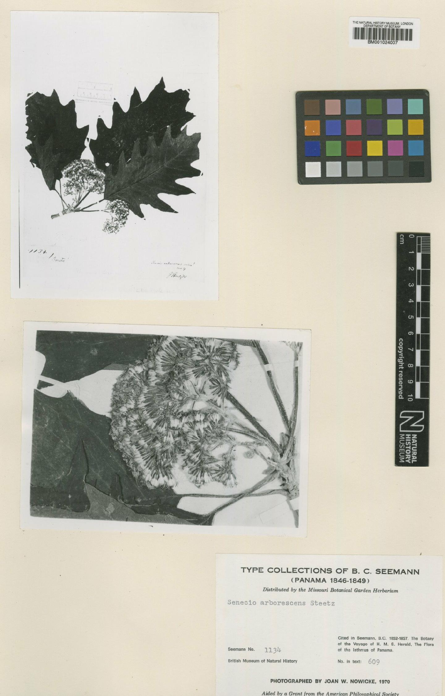 To NHMUK collection (Senecio arborescens Steetz; Type; NHMUK:ecatalogue:621526)