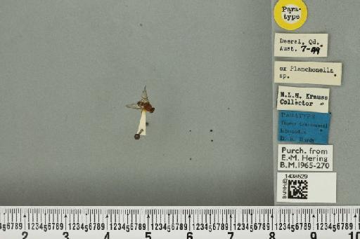 Bactrocera (Bactrocera) laticauda (Hardy, 1950) - BMNHE_1438529_32496