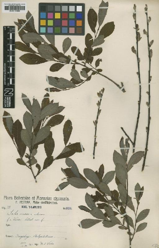 Salix silesiaca Willd. - BM001066888