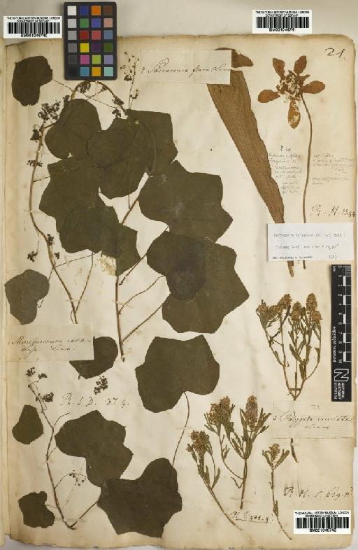 Polygala cruciata L. - BM001046742