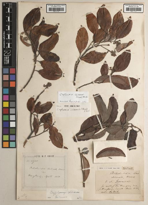 Cryptocarya chinensis (Hance) Hemsl. - BM001172979