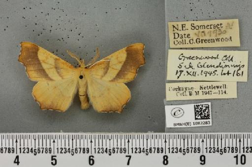 Ennomos quercinaria ab. equestraria Fabricius, 1777 - BMNHE_1882283_441679