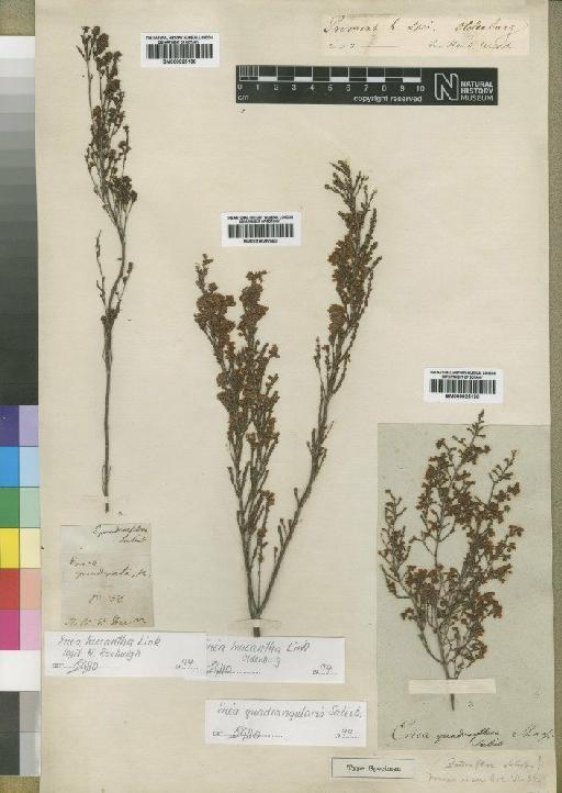 Erica quadrangularis Salisbury - BM000925139