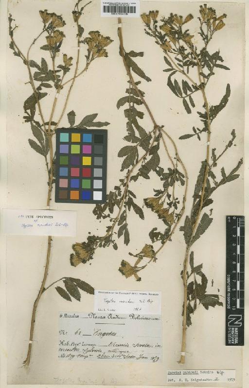 Tagetes mandonii Sch.Bip. - BM001024135