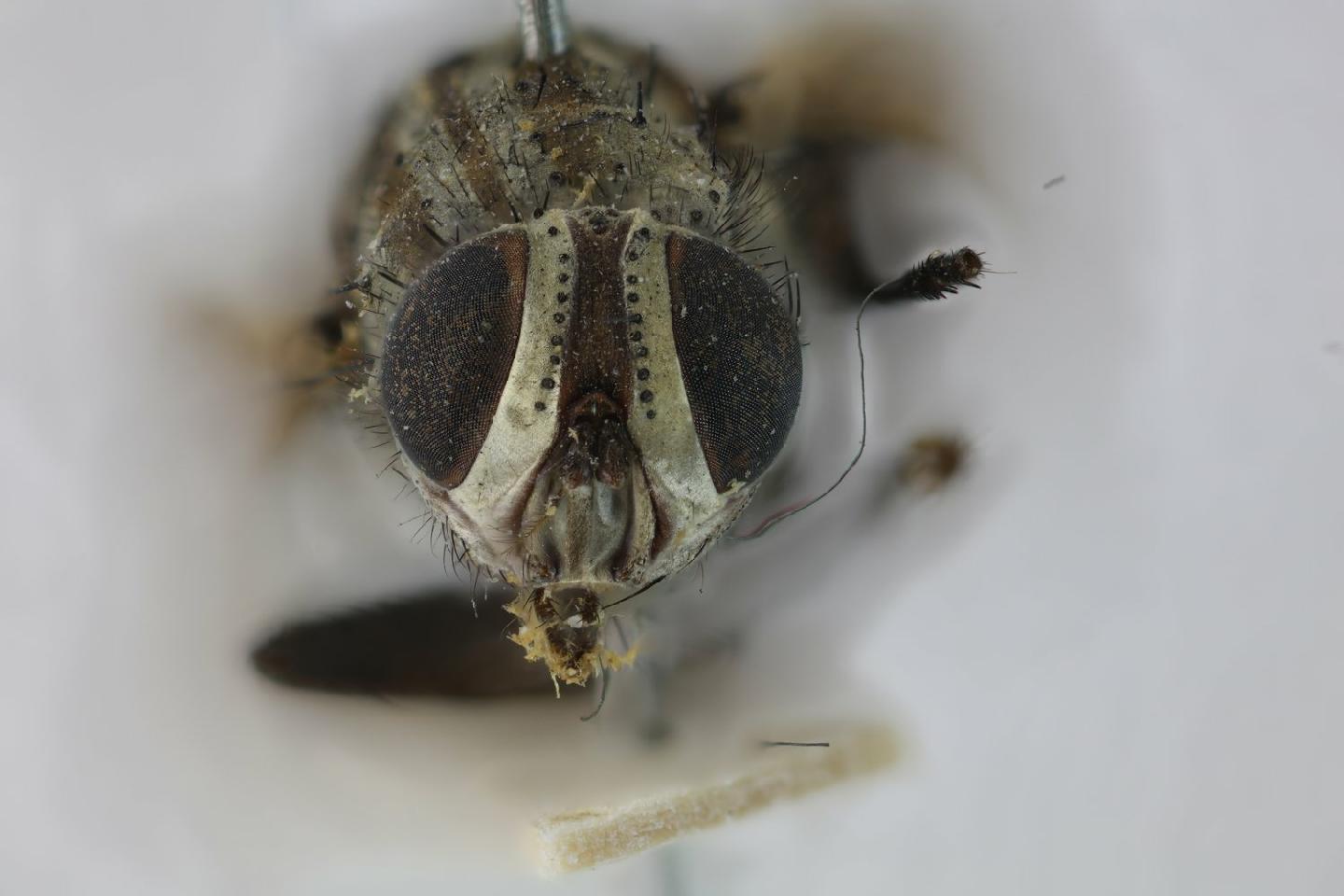 Dexiosoma