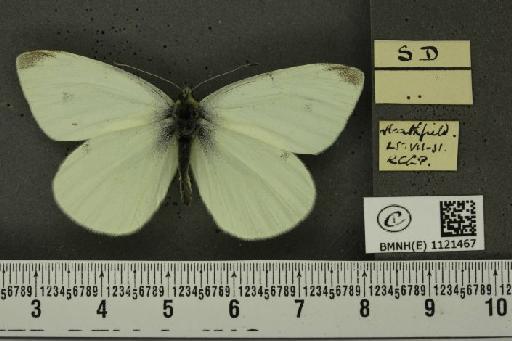 Pieris rapae rapae (Linnaeus, 1758) - BMNHE_1121467_79653