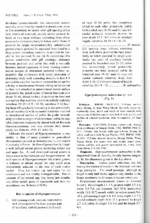 Hypergastromyzon eubranchus Roberts, 1991 - Hypergastromyzon eubranchus