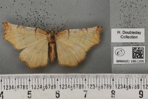 Selenia dentaria (Fabricius, 1775) - BMNHE_1881289_446456