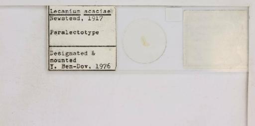 Coccus acaciae Newstead, 1917 - 010713717_additional