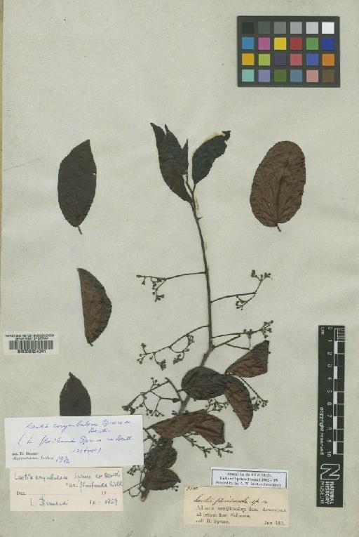 Laetia corymbulosa Spruce ex Benth. - BM000624041