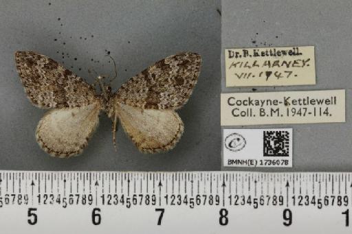 Entephria caesiata caesiata (Denis & Schiffermüller, 1775) - BMNHE_1736078_319388