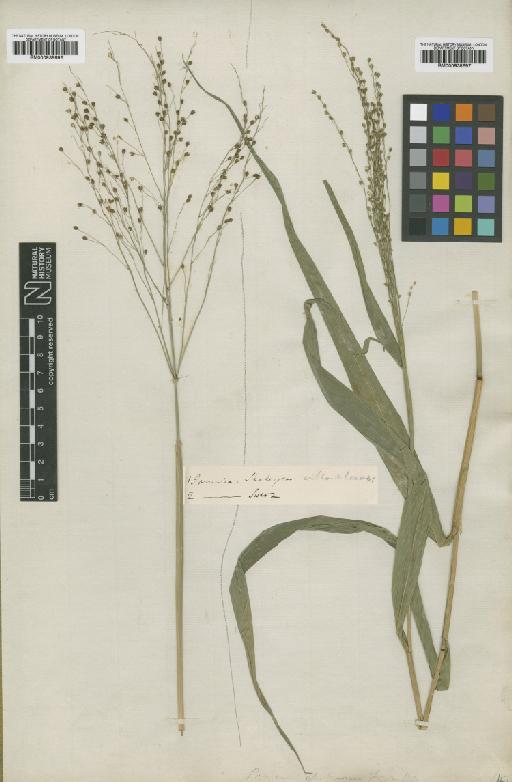 Panicum glutinosum Sw. - BM000938696