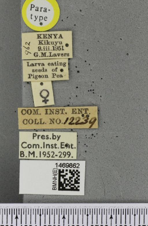 Melanagromyza chalcosoma Spencer, 1959 - BMNHE_1469862_label_45022