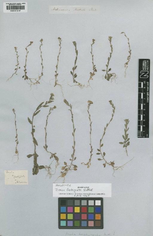 Draba fastigiata Nutt. - BM000815157