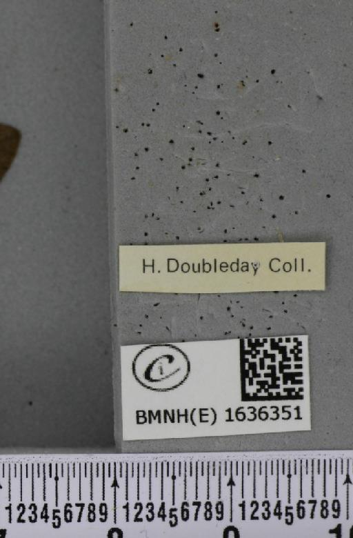 Macroglossum stellatarum (Linnaeus, 1758) - BMNHE_1636351_label_206067