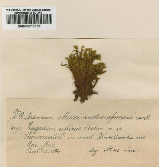 Zygodon erosus Mitt. - BM000918388