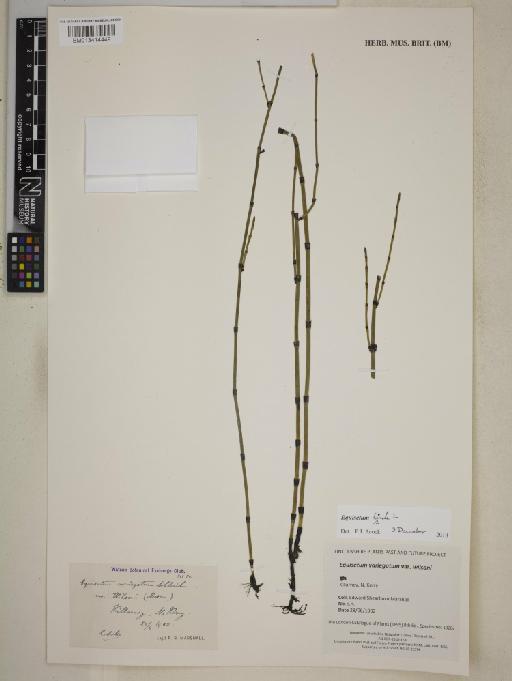 Equisetum hyemale L. - BM013414449